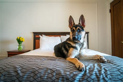 15 Best Pet-Friendly Hotels in Milwaukee, WI - Paulina on the road