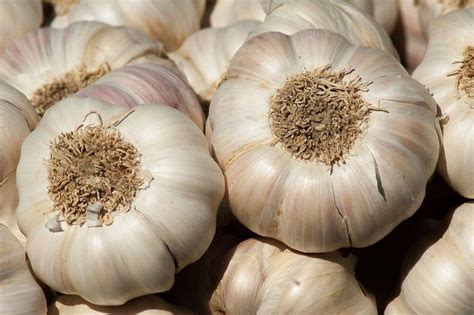 Bukan Sekedar Bumbu Dapur, Namun Bawang Putih Ternyata Memiliki Banyak