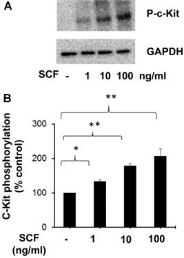 Dose Dependent Phosphorylation Of C Kit Receptor By SCF A LAD2 Cells