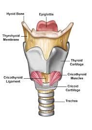 Trachea and Larynx - Physiopedia