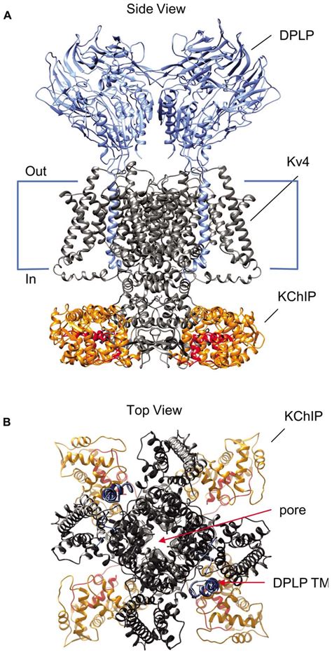 Structural Model Of The Kv Kchip Dplp Supermolecular Complex The