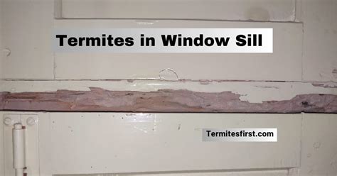 Termites In Window Sill Signs Your Windows Are Infested Termites First