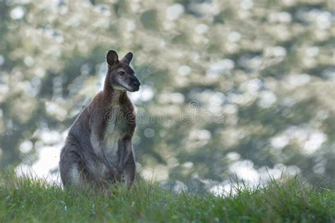 View of the Beautiful Kangaroo in Its Habitat Stock Image - Image of ...