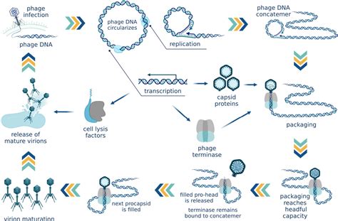 Figure From Phage Mediated Horizontal Gene Transfer And Its