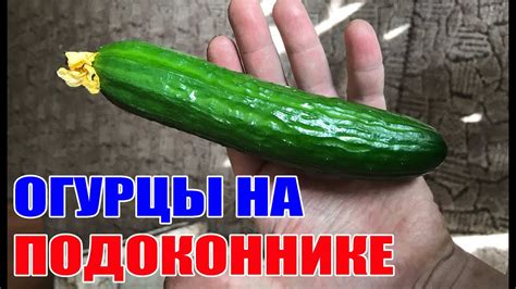 Мини-огород в доме ! Огурцы Мертус выращивание зимой - YouTube
