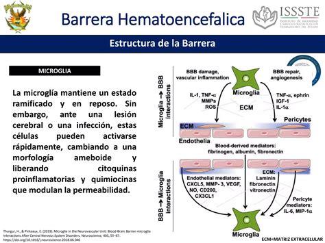 Barrera Hematoencefalica Ppt