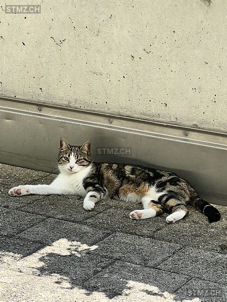 Meldung Nr 284 651 Vermisst Katze in 8330 Pfäffikon ZH