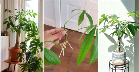 How To Propagate Money Tree Money Tree Propagation Guide