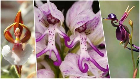 Hanging Naked Man Orchid Is Not FAKE Photos Of This Flower Got