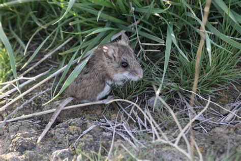 Western Deer Mouse Peromyscus Sonoriensis Zoochat