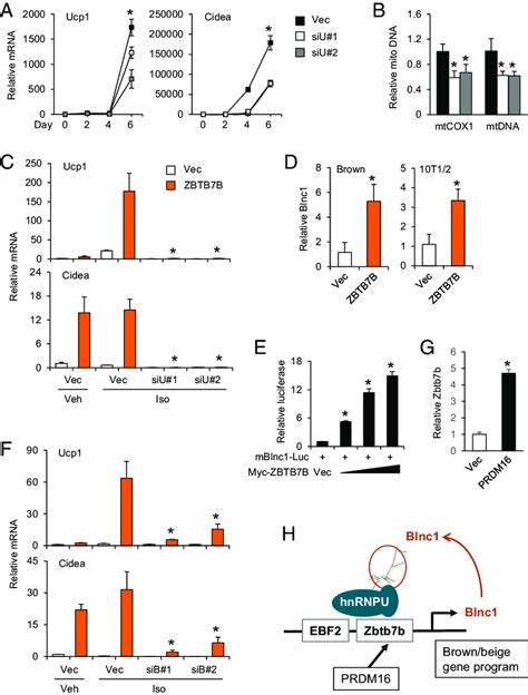 A Zbtb7b Blnc1 Feedforward Regulatory Loop In Thermogenic Gene Download Scientific Diagram