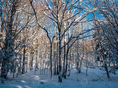 Beautiful snowy forest in the Vosges mountains. 5454915 Stock Photo at ...