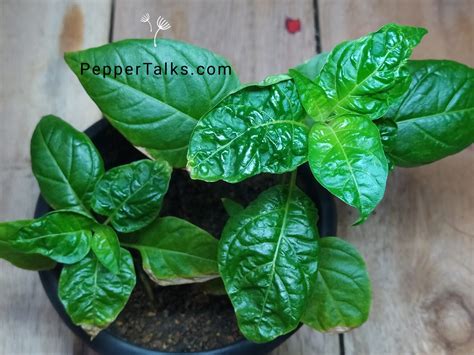 Pepper Plant Leaves Curling Treatments And Why