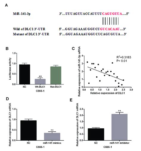 Mir P Directly Targets Dlc In Npc Cells A Dlc Has A Binding