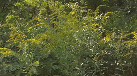 Fall Allergies Include Ragweed - Videos from The Weather Channel