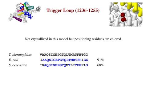 Ppt Bacterial Rna Polymerase New Insights On A Fundamental Molecular Machine Powerpoint