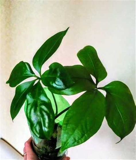 Антуриум пятилопастной-Anthurium pentaphyllum | Festima.Ru - Мониторинг ...