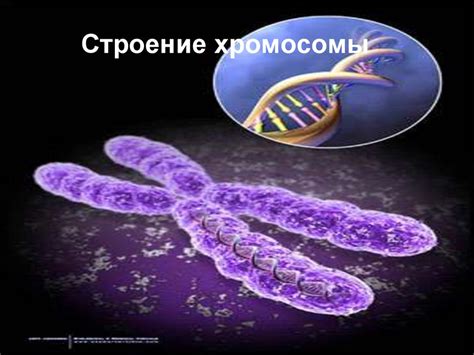 Изучение хромосом на готовых микропрепаратах. Лабораторная работа №1 ...