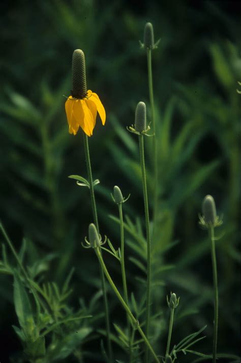 Prairie Gardening Archives Dyck Arboretum