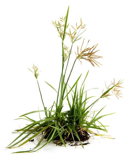 What Are Grass Weeds Your Guide Myhometurf