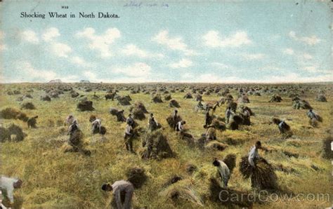 Shocking Wheat North Dakota Farming