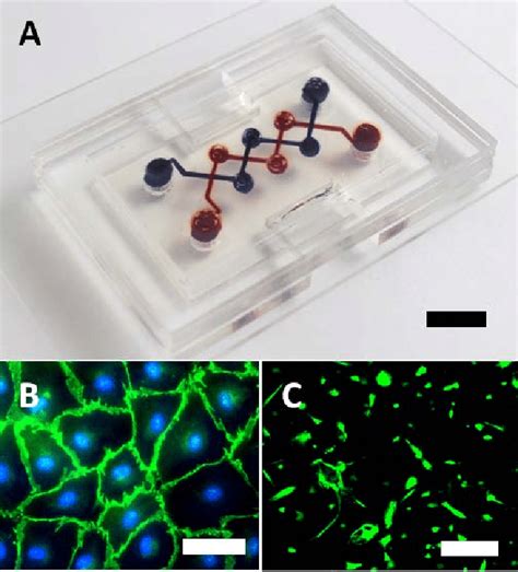 A A Silk Hydrogel Microfluidic Device With 3D Microchannels B