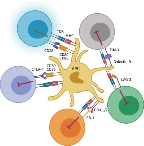 Immune Checkpoint IC Pathways That Supress T Cell Activation The