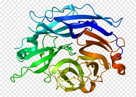 Neu Neuraminidase Protein Sialic Acid Gene Human Enzyme Png Pngegg