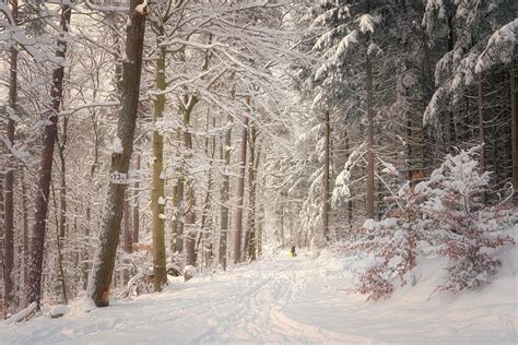 Winter Forest Sebastian Bender Flickr