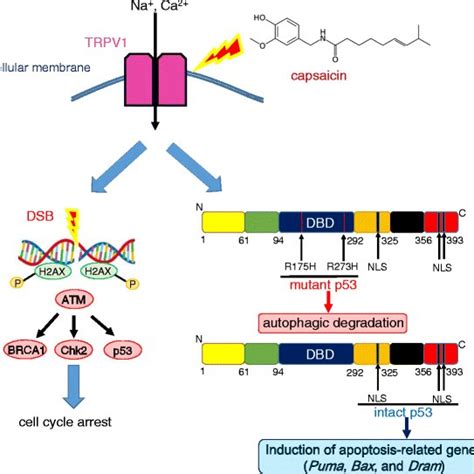 Capsaicin Induces Simultaneous Autophagic Degradation Of Mutant P53 And Download Scientific