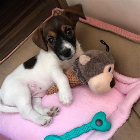 Jack Russell Puppies For Sale Jack Russell Terrier Price