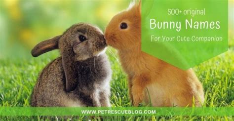 500+ Bunny Names For Your Pet Rabbit | Pet Rescue Blog