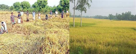 Bumper Yield Of Aman Paddy In Bogra And Dinajpur Paddy Harvesting Has