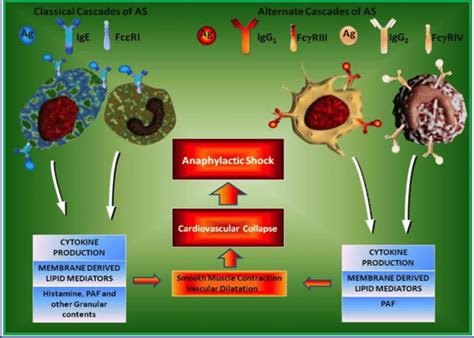 Cellular Cascades Of Anaphylactic Shock As Anaphylactic Shock Is A 83f