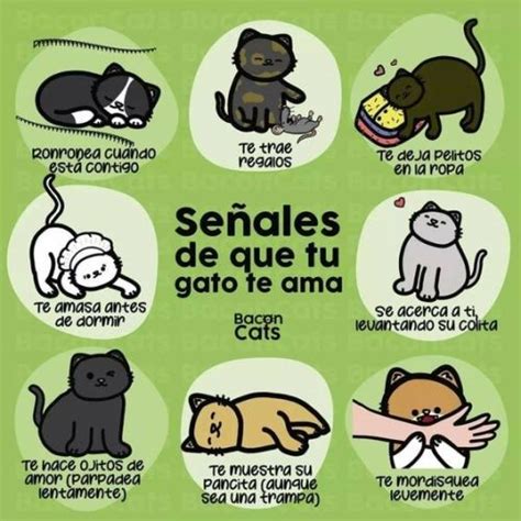 Señales de que tu gato te ama en 2022 Frases de amor a los gatos