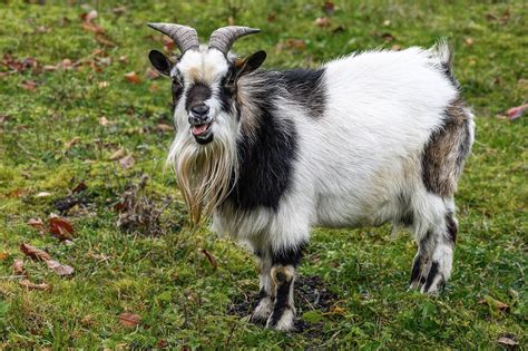300,000+ Free Goat Wallpaper & Goat Images - Pixabay