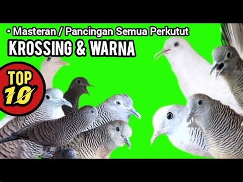 Perkutut Majapahit Gacor Cemani Silver Putih Kalung Tepung Krossing