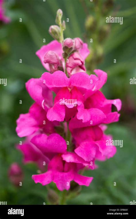 In A Snapdragon Flower Hi Res Stock Photography And Images Alamy