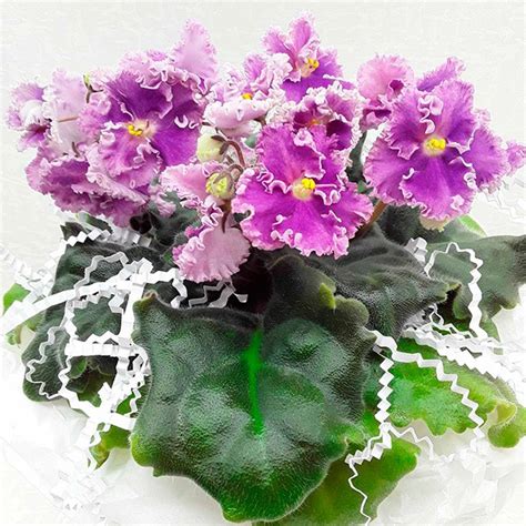 Фиалка ЛЕ-Фуксиевое Кружево - купить