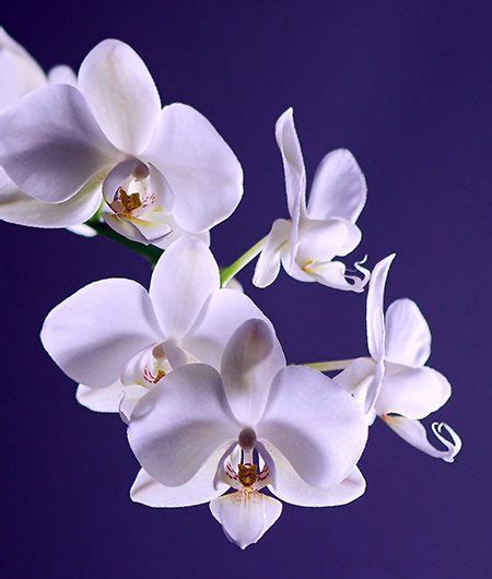 Orchid Flower Meaning Symbolism