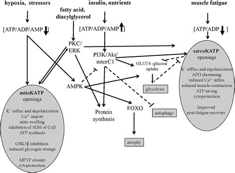 Frontiers ATP Sensitive Potassium Channels In The Skeletal Muscle