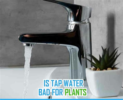 Is Tap Water Bad For Plants [the Best Type Of Water For Houseplants] [the Best Type Of Water