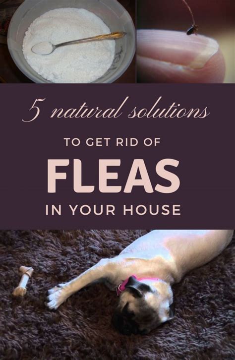 Top Notch Tips About How To Get Rid Of Fleas In Your Backyard Waterask