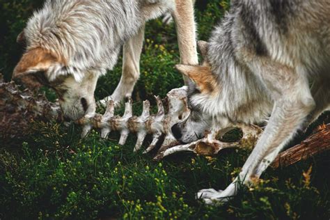 Two,Grey,Wolf,Siblings,Chewing,/,Feeding,On,Bones,Near | Good Nature ...