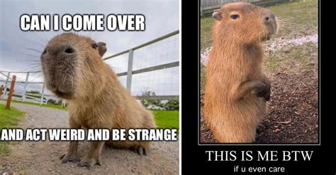 Funny Friendly Capybara Memes For Your Pre-Weekend Scrolling - Animal ...