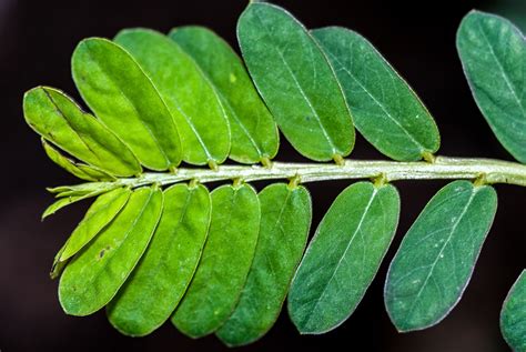 Classification Of Phyllanthus Niruri