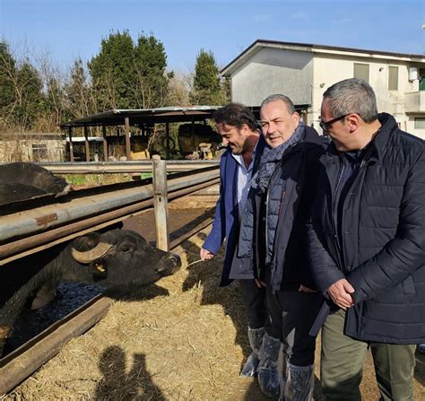 Gli Auguri Di Natale Di Fratelli D Italia Da Una Azienda Bufalina E Da