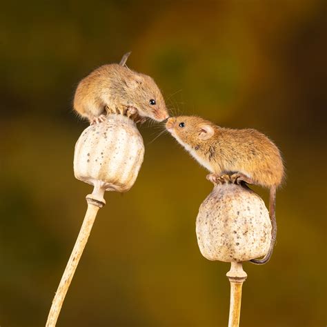 Field Mice Removal | Aspen Wildlife Control in Ottawa & Gatineau