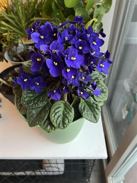 African Violet : r/houseplants