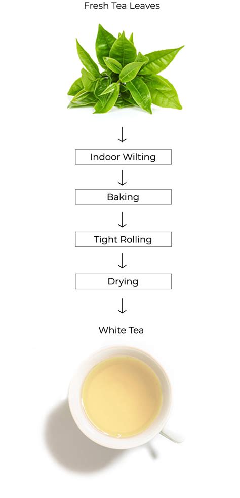 Tea Types | Buy White Tea Online | Tea Culture Of The World – Tea ...